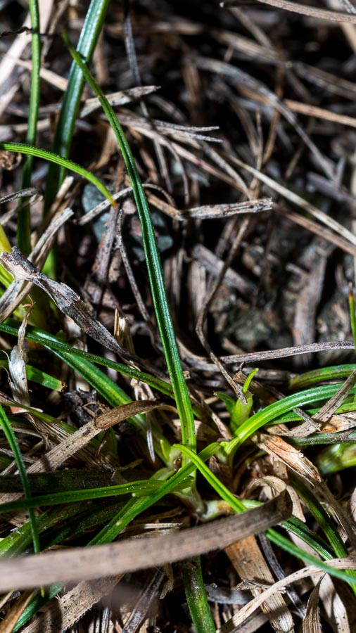 Carex humilis